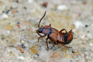 Luxus - zależne mrówki